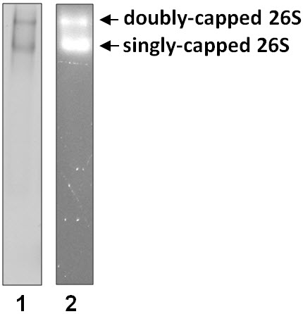 A1200image