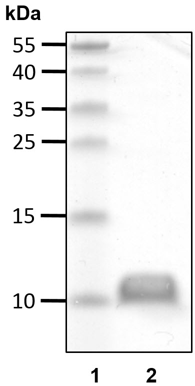 e1900image
