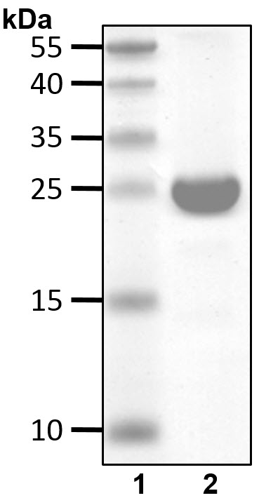 i1500image
