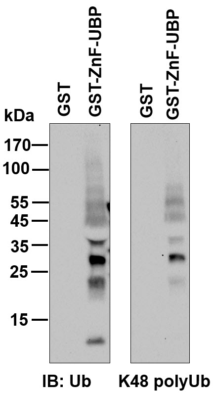 j4320image