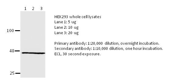 Anti-beta-Actin (rabbit mAb)