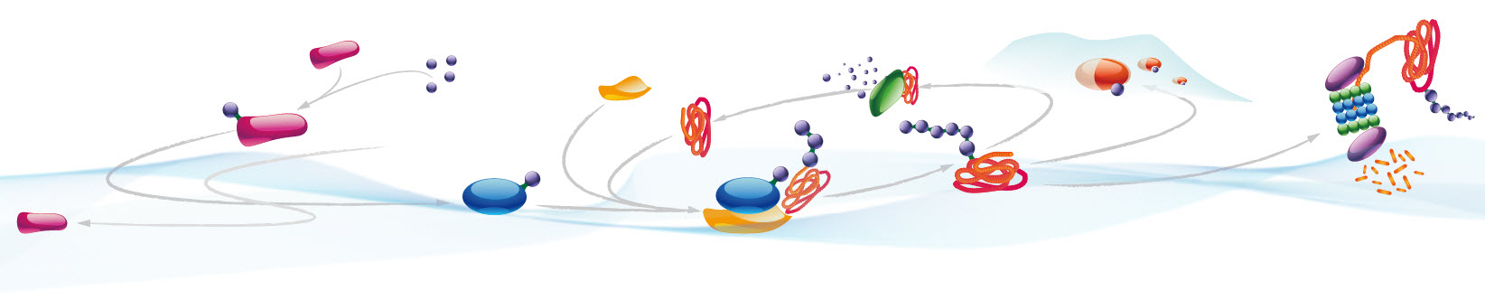 Diagram of UPP pathway